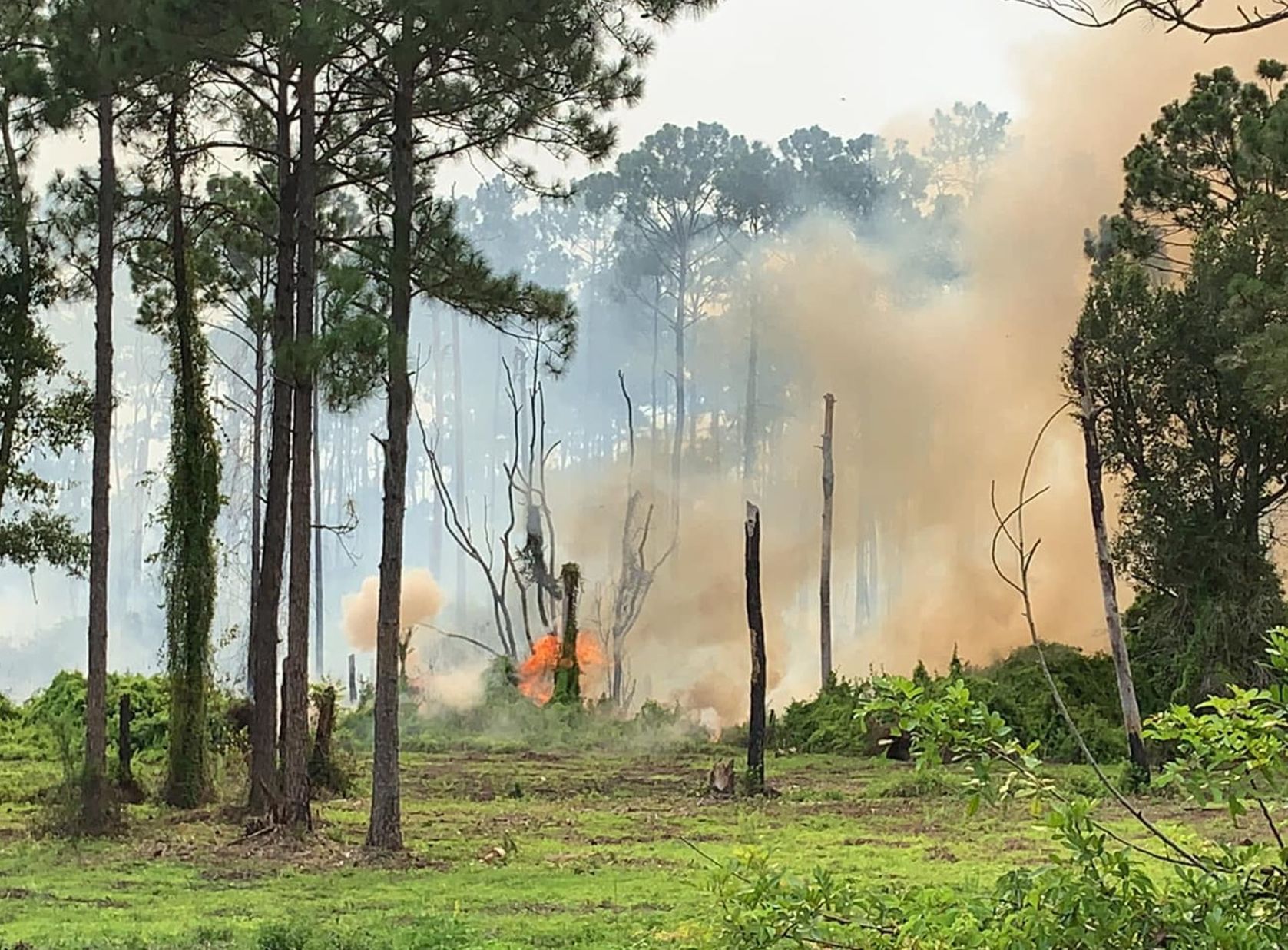 fire in brush
